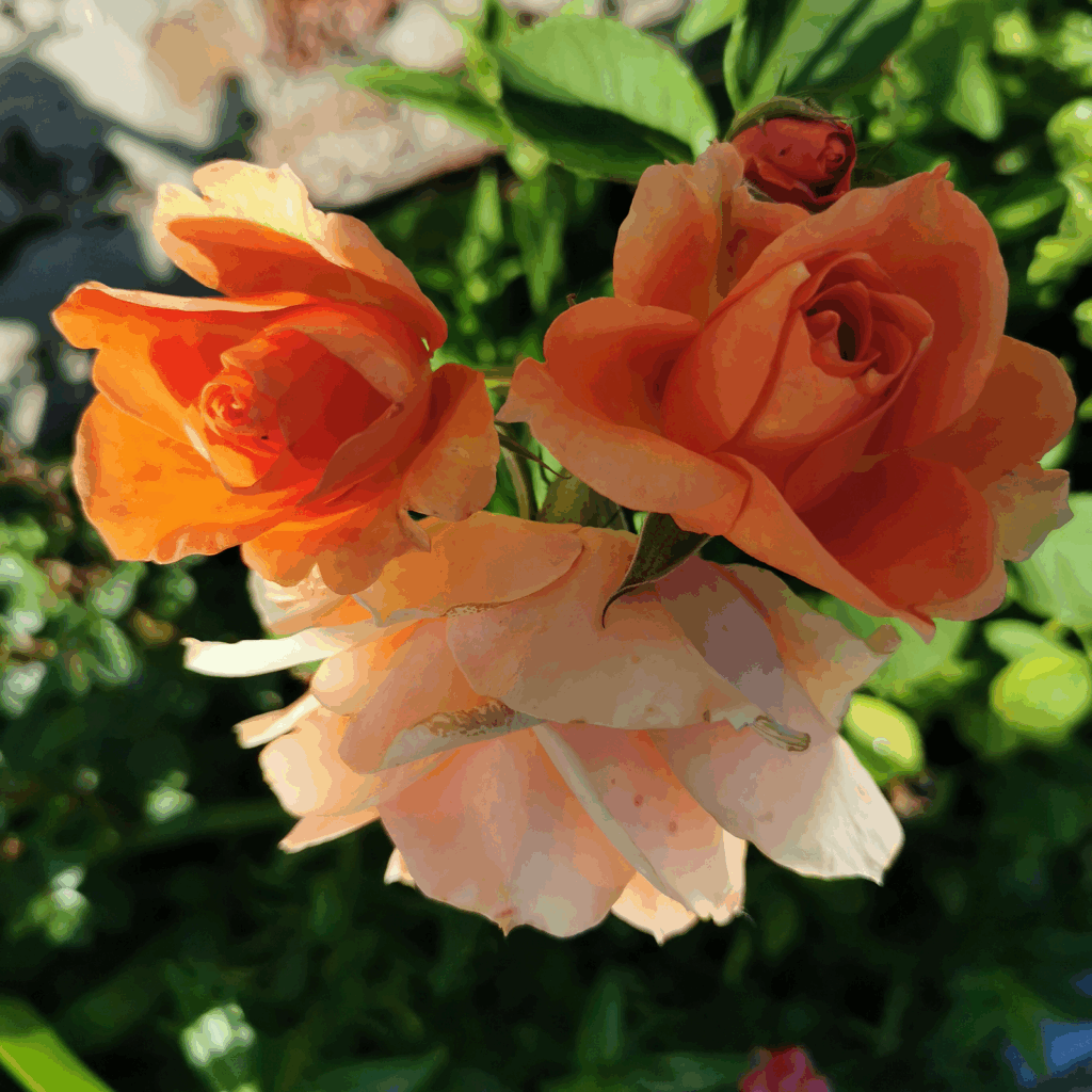 Rose orange