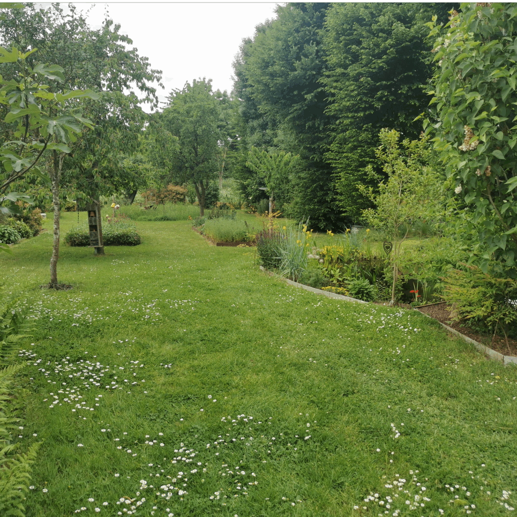 Jardin / pelouse verte