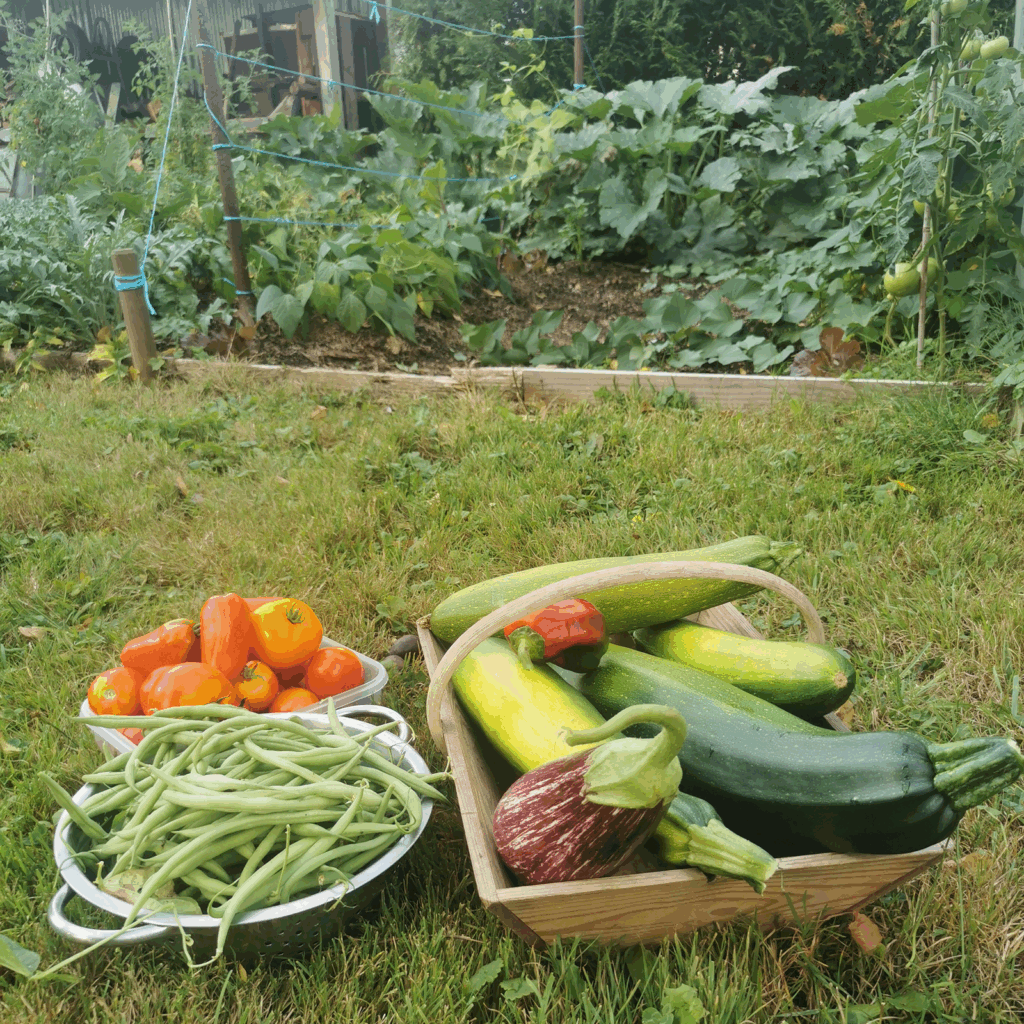 Panier de légume ( carotte, haricots, courgettes, etc.)