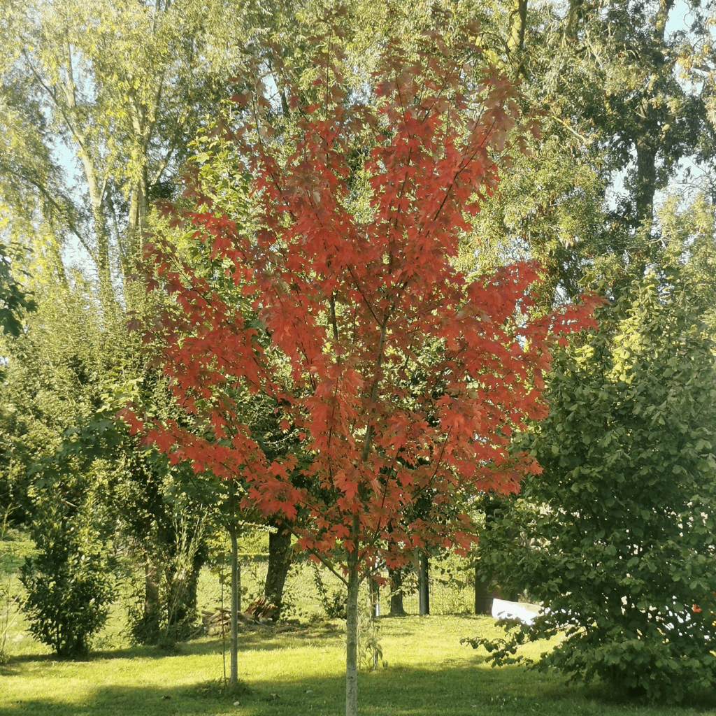 Erable en Automne