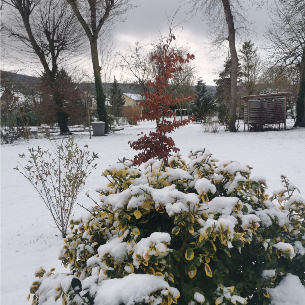 La neige dans le jardin
