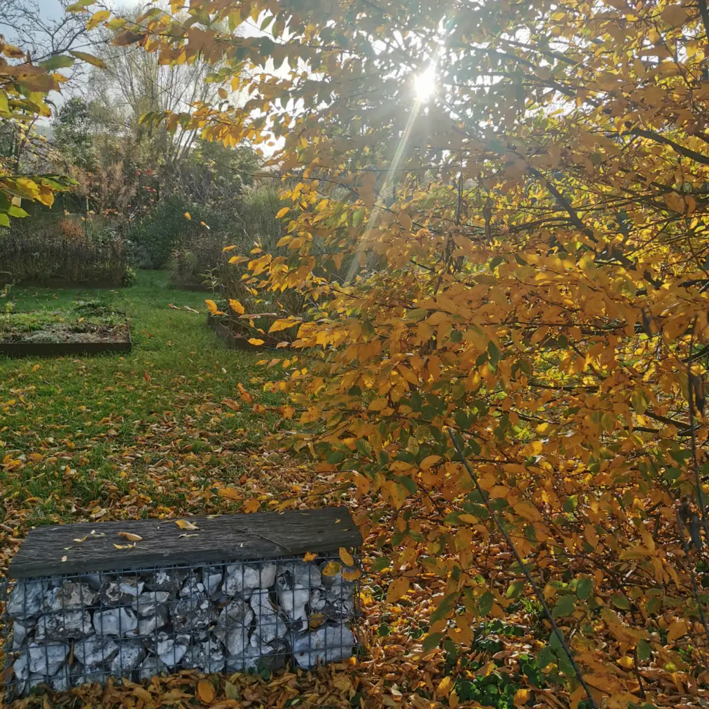 Feuilles qui tombent